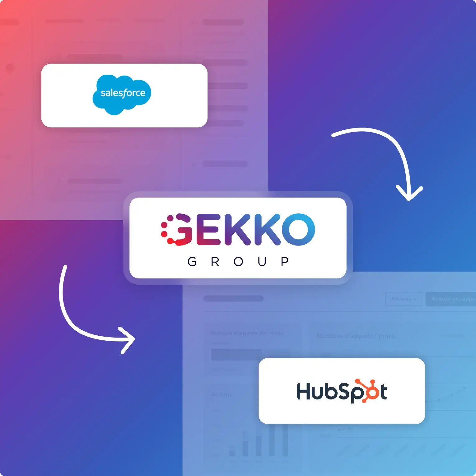 miniature-gekko-group