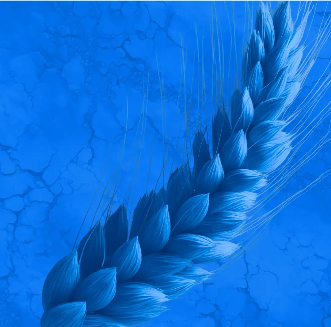 Épis de maïs sur fond bleu